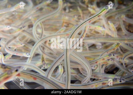 Young European eel (Anguilla anguilla) elvers, or glass eels, caught during their annual migration up rivers from the Bristol channel, swimming in a large holding tank at UK Glass Eels, which supplies elvers for reintroduction projects across Europe, Gloucester, UK, March Stock Photo
