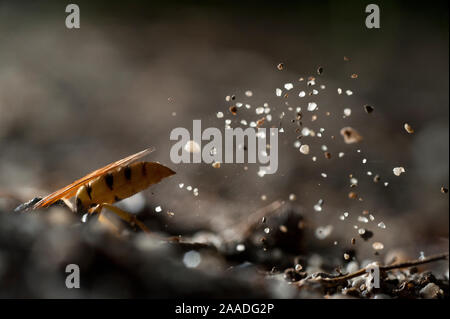 European beewolf (Philanthus triangulum) digging nest burrow, Budapest, Hungary Stock Photo