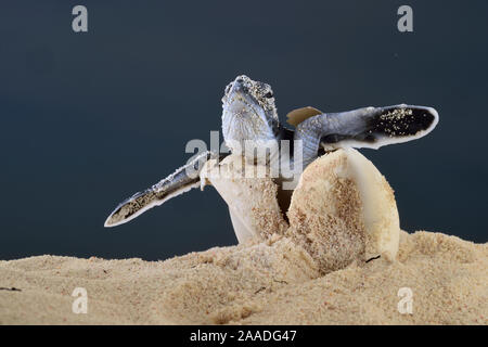 After an incubation period of 45 to 55 days a first hatchling Green turtle (Chelonia mydas) emerges out of the sand, Bonaire, Leeward Antilles, Caribbean region, Netherlands Antilles Stock Photo