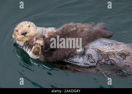 Sea otter (Enhydra lutris) mother and sleeping newborn pup (aged 3 days) Monterey, California, USA. *Digitally darkened scar on mother's nose. Stock Photo