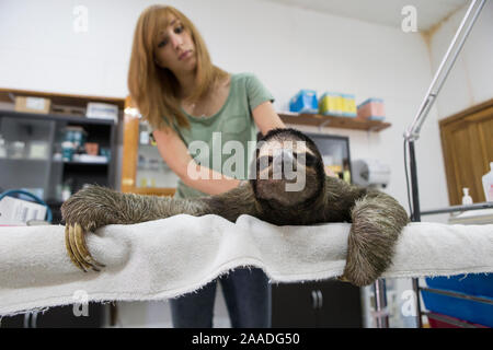 Brown-throated Three-toed sloth (Bradypus variegatus) being examined by Rebecca Cliff, Sloth Biologist, prior to putting on a sloth backpack radio collar before release, Aviarios Sloth Sanctuary, Costa Rica. Model released. November 2014. Stock Photo