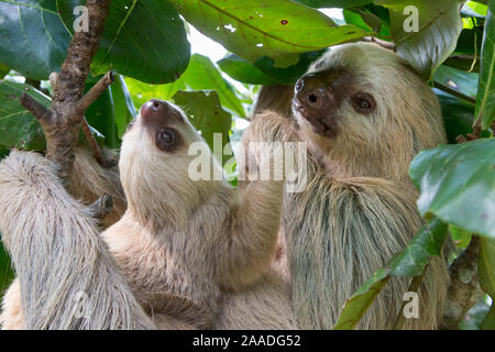 Hoffmann's Two-toed sloth (Choloepus hoffmanni) mother and baby, aged 2 months, in tree, Costa Rica. Rescued and released by Aviarios Sloth Sanctuary. Stock Photo