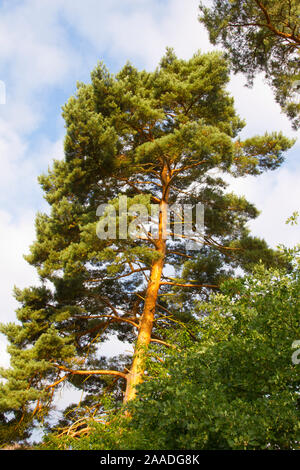 Waldkiefer (Pinus sylvestris), auch Gemeine Kiefer, Rotföhre, Weißkiefer oder Forche genannt, ist eine Pflanzenart in der Gattung der Kiefern (Pinus) Stock Photo