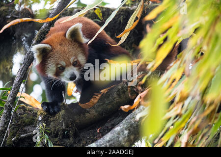 Red panda (Ailurus fulgens) in the canopy of the cloud forest habitat of Singalila National Park, West Bengal, India. Stock Photo