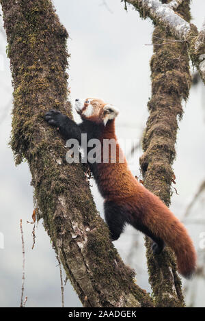 Red panda (Ailurus fulgens) moving about a tree in the typical cloud forest habitat of Singalila National Park, West Bengal, India. Stock Photo