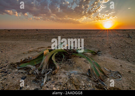Desert endemic Welwitschia plant (Welwitschia mirabilis) male at sunset near Swakopmund, Namibia. Unlike most modern plants they're dioecious, which means that there are male plants and female plants, which each produce specialized cones that are pollinated by insects. Stock Photo