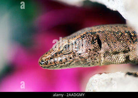 Madeira, Madeira Eidechse, Teira dugesii, Madeiran Wall Lizard, Portugal, Stock Photo