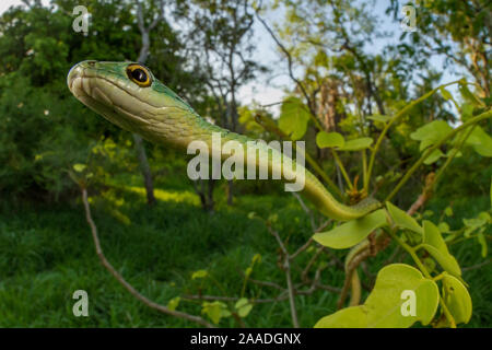 Spotted bush snake (Philothamnus semivariegatus) hanging from a bush in Gorongosa National Park, Mozambique. Stock Photo