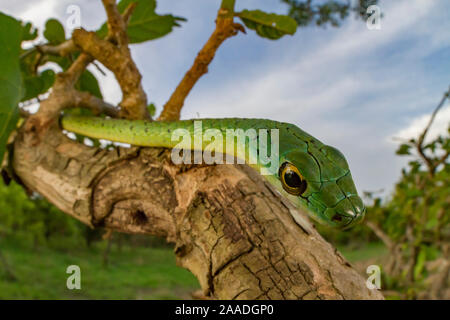 Spotted bush snake (Philothamnus semivariegatus) hanging from a bush in Gorongosa National Park, Mozambique. Stock Photo