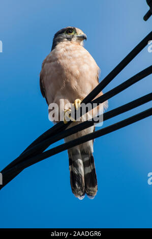 Seychelles kestrel (Falco araeus), adult perched on wire, Republic of Seychelles Vulnerable species. Stock Photo