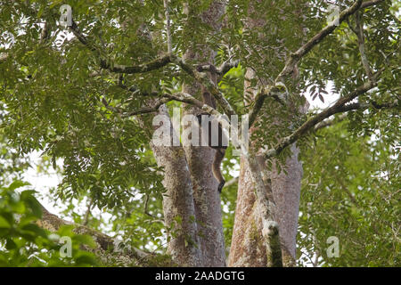 Bornean white-bearded gibbon (Hylobates albibarbis) adult male, hanging by arms in the rainforest  tree canopy, Gunung Palung National Park, Borneo. Stock Photo