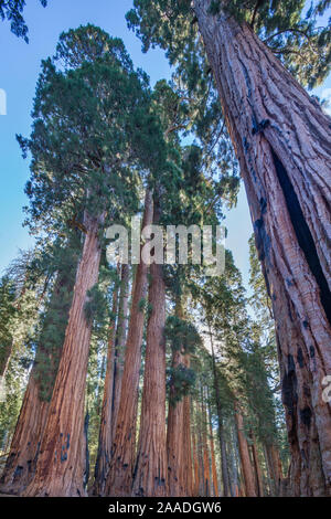 The Senate Group of Giant sequoia (Sequoiadendron giganteum) trees on the Congress Trail in Sequoia National Park, California, USA Stock Photo