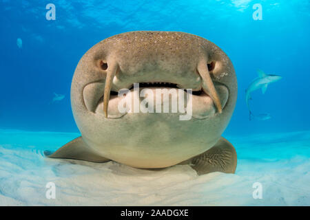 Nurse shark (Ginglymostoma cirratum) portrait, resting on the sand in shallow water. Its barbels are clearly visible on its top lip. South Bimini, Bahamas. The Bahamas National Shark Sanctuary. Gulf Stream, West Atlantic Ocean. Stock Photo
