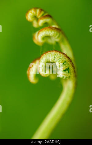 Eagle fern (Pteridium aquilinum) frond unfurling, Montseny Natural Park, a UNESCO National Park and Biosphere Reserve, Barcelona, Catalonia, Spain, June 2016. Stock Photo