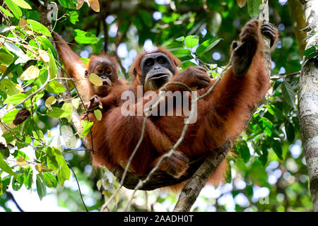 Sumatran orangutan (Pongo abelii) female next to infant, Gunung Leuser National Park, Indonesia, UNESCO World Heritage site, November. Stock Photo