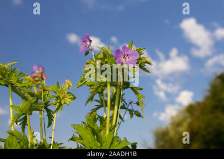 Wiesenstorchschnabel, Geranium pratense Stock Photo