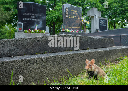 European hamster (Cricetus cricetus) in graveyard, Vienna, Austria. Stock Photo