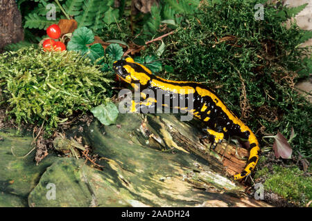 BRD, Deutschland, Feuersalamander, Salamandra s. terrestris, European fire Salamander, Stock Photo