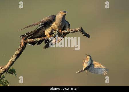 Tree pipit (Anthus trivialis) mobbing Cuckoo (Cuculus canorus), UK. May. Sequence 1 of 3 Stock Photo