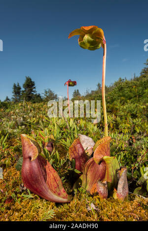 Northern pitcher plant (Sarracenia purpurea) photographed on Borgle's Island, Nova Scotia, Canada, September. Stock Photo