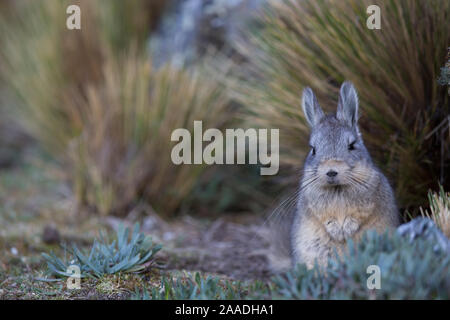 Northern viscacha (Lagidium peruanum) Huascaran National Park UNESCO World Heritage Site, Andes, Peru. Stock Photo