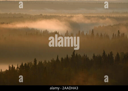 Landscape of the Virgin Komi Forests UNESCO World Heritage site at sunrise. These are the largest virgin forests in Europe. Ural Mountains, Komi Republic, Russia. August 2016 Stock Photo