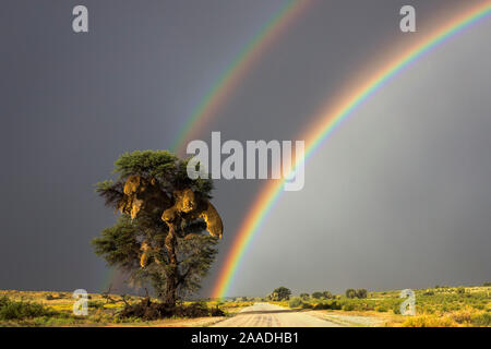 Double rainbow over Kgalagadi Transfrontier Park, Northern Cape, South Africa. Stock Photo