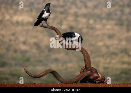 Pied crows (Corvus albus) perched on horns of antelope skull.  Zimanga Private Game Reserve, KwaZulu-Natal, South Africa. Stock Photo