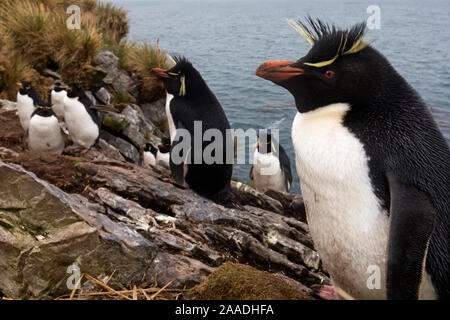 Southern Rockhopper penguin (Eudyptes chrysocome) colony, Kidney Island, Falkland Islands, October. Vulnerable species. Stock Photo