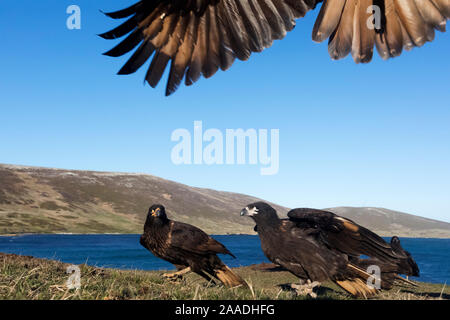 Striated caracara (Phalcoboenus australis)  group with one landing from above with only wings and tail visible. Carcass Island, Falkland Islands, October Stock Photo