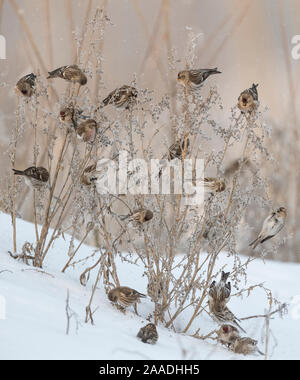 Common redpoll (Acanthis flammea), flock feeding, Finland, January. Stock Photo