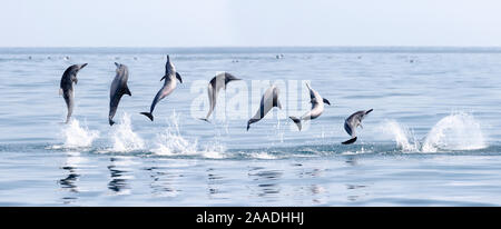 Spinner dolphin (Stenella longirostris) engaged in  spinning manoeuvre, Sri Lanka. Composite sequence of images. Stock Photo