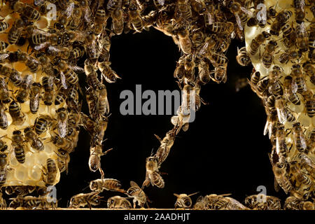 Honey bees (Apis mellifera) forming living bridge,  Kiel, Germany, June.