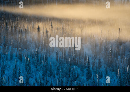 Misty, frost-covered Norway spruce (Picea abies), forest. Muddus National Park, Laponia World Heritage Site, Swedish Lapland, Sweden. December 2016. Stock Photo