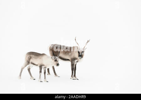 Domestic reindeer (Rangifer tarandus) Sarek National Park, Laponia World Heritage Site, Swedish Lapland, Sweden. Stock Photo