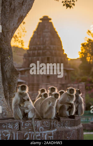Hanuman Langurs (Semnopithecus entellus) group sitting in front of cenotaph, sunrise, Mandore Garden, Jodhpur, India. March 2015. Stock Photo