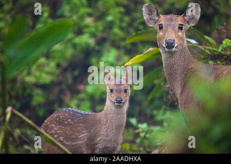 Indian hog deer (Hyelaphus porcinus) mother and fawn, Manas National Park UNESCO World Heritage Site, Assam, India. Stock Photo