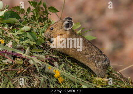 Pika (Ochotona princeps) gathering plants to store for winter, Bridger National Forest,  Wyoming, USA. August. Stock Photo