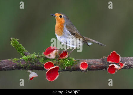 Robin (Erithacus rubecula) on branch with Scarlet elfcup fungus (Sarcoscypha coccinea) spring. Dorset, UK, March. Stock Photo