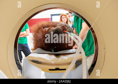 Female Orangutan (Pongo pygmaeus) under anaesthetic and undergoing an MRI scanner in the surgery station of the zoo, Zooparc Beauval, France, October 2017. Stock Photo