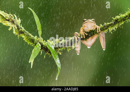 New Granada cross-banded tree frog (Smilisca phaeota) in the rain, Costa Rica. Controlled conditions. Stock Photo