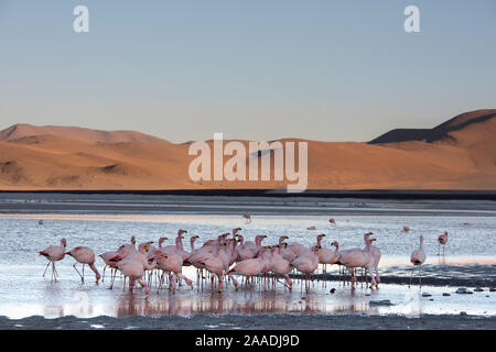 James's flamingo (Phoenicoparrus jamesi) flock on the shore of Laguna Colorada / Reserva Eduardo Avaroa, Altiplano, Bolivia Stock Photo