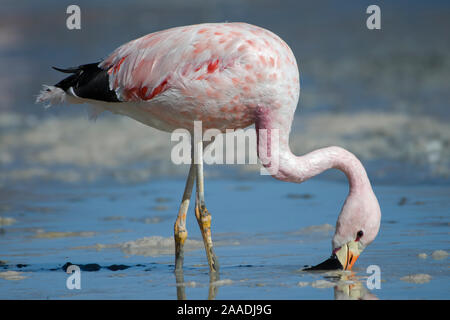 Andean flamingo (Phoenicoparrus andinus) feeding on shore Laguna Hedionda, Altiplano, Bolivia Stock Photo