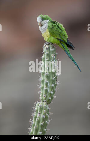 Cliff parakeets  (Myiopsitta luchsi) perched on cactus, Red-fronted Macaw Community Nature Reserve, Omerque, Bolivia Stock Photo