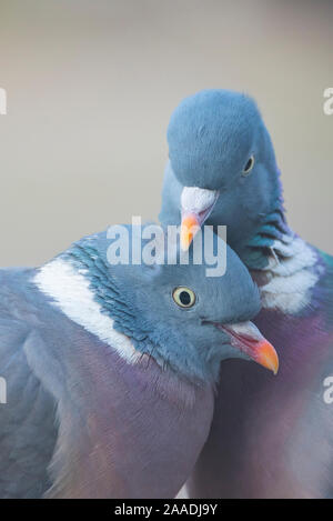 Wood pigeon (Columba palumbus) pair preening one another, The Netherlands. Stock Photo
