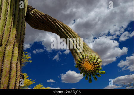 Saguaro cactus (Carnegiea gigantea) buds, Organ Pipe Cactus National Monument, Sonora Desert, Arizona, USA, April 2014. Stock Photo