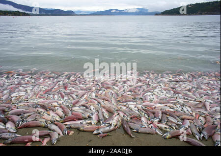 Mass of dead Sockeye Salmon (Oncorhynchus nerka) after spawning, British Columbia, Canada, October.    Photographed for the Freshwater Project. Stock Photo