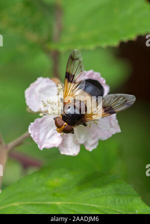 Great pied hoverfly (Volucella pellucens) feeding from bramble flower, Wiltshire, England, UK, July. Bumblebee mimic species. Stock Photo