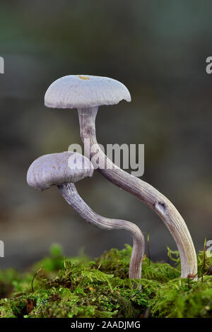 Amethyst deceiver toadstools (Laccaria amethystina) growing up from mossy log, Buckinghamshire, England, UK, October. Focus Stacked Image