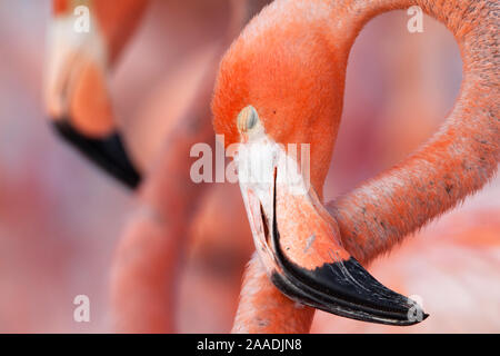 Caribbean Flamingo (Phoenicopterus ruber) sleeping in the breeding colony, brooding egg, Ria Lagartos Biosphere Reserve, Yucatan Peninsula, Mexico, June, Finalist in the Portfolio Category of the Terre Sauvage Nature Images Awards 2017. Stock Photo